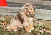 Ezra, a male Australian Shepherd for sale in Lake Geneva, WI – Photo 2 of 10