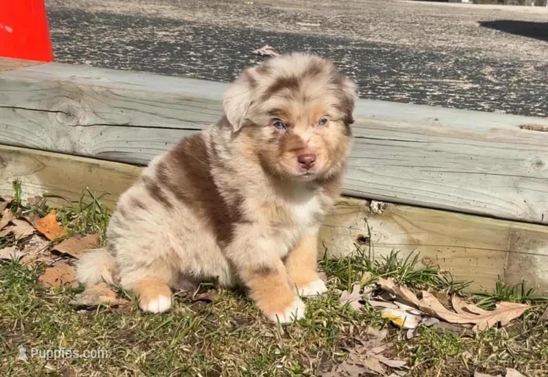Ezra – Australian Shepherd puppy for sale in Lake Geneva, WI