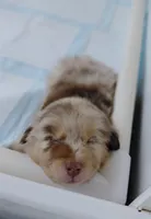 Ezra, a male Australian Shepherd for sale in Lake Geneva, WI – Photo 8 of 10