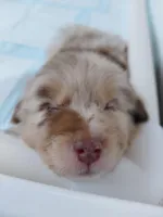 Ezra, a male Australian Shepherd for sale in Lake Geneva, WI – Photo 7 of 10