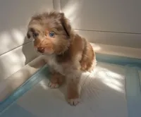 Ezra, a male Australian Shepherd for sale in Lake Geneva, WI – Photo 6 of 10