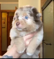 Ezra, a male Australian Shepherd for sale in Lake Geneva, WI – Photo 5 of 10