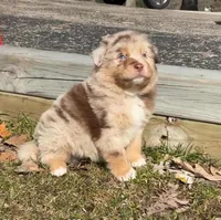 Ezra, a male Australian Shepherd for sale in Lake Geneva, WI – Photo 3 of 10