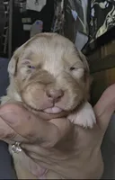 Ezra, a male Australian Shepherd for sale in Lake Geneva, WI – Photo 2 of 10