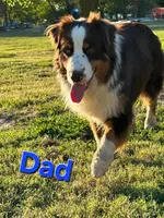 Cali, a female Australian Shepherd for sale in Lake Geneva, WI – Photo 9 of 10