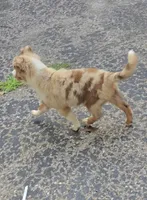 Cali, a female Australian Shepherd for sale in Lake Geneva, WI – Photo 4 of 10