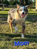 Cali, a female Australian Shepherd for sale in Lake Geneva, WI – Photo 10 of 10
