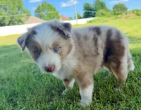 Cali, a female Australian Shepherd for sale in Lake Geneva, WI – Photo 8 of 10