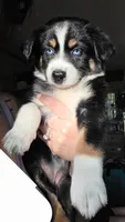 "Shirley", a female Australian Shepherd for sale in Lake Geneva, WI – 4 of 10