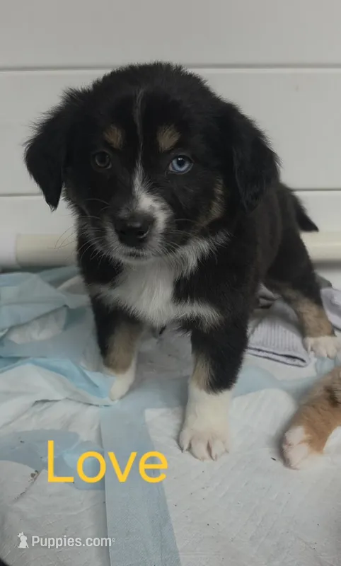 Love – Australian Shepherd puppy for sale in Lake Geneva, WI