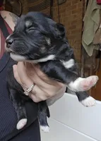 Love, a female Australian Shepherd for sale in Lake Geneva, WI – Photo 2 of 8