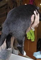 Love, a female Australian Shepherd for sale in Lake Geneva, WI – Photo 4 of 8