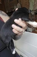 Love, a female Australian Shepherd for sale in Lake Geneva, WI – Photo 5 of 8