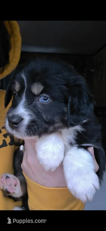 Love – Australian Shepherd puppy for sale in Lake Geneva, WI