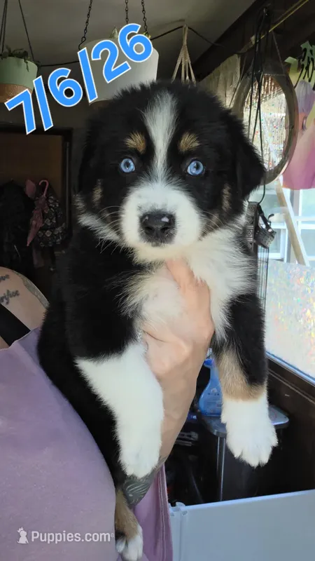 "Shirley" – Australian Shepherd puppy for sale in Lake Geneva, WI