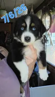 "Shirley", a female Australian Shepherd for sale in Lake Geneva, WI – 3 of 10