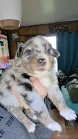 "Gerty", a female Australian Shepherd for sale in Lake Geneva, WI – 7 of 7