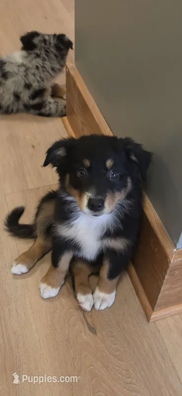 "Gina" – Australian Shepherd puppy for sale in Lake Geneva, WI