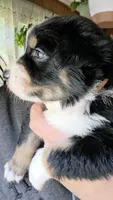 Junior, a male Australian Shepherd for sale in Lake Geneva, WI – 2 of 9