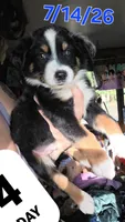 "Bobby", a male Australian Shepherd for sale in Lake Geneva, WI – 1 of 7