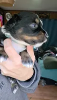"Gus", a male Australian Shepherd for sale in Lake Geneva, WI – 5 of 10
