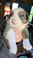 "Melvin", a male Australian Shepherd for sale in Lake Geneva, WI – 2 of 8