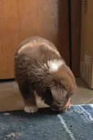 Gilbert , a male Australian Shepherd for sale in Lake Geneva, WI – Photo 4 of 10