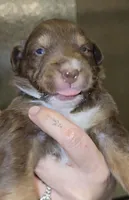 Gilbert , a male Australian Shepherd for sale in Lake Geneva, WI – Photo 2 of 8