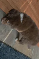 Gilbert , a male Australian Shepherd for sale in Lake Geneva, WI – Photo 5 of 10