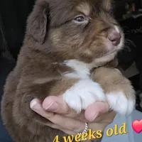 Gilbert , a male Australian Shepherd for sale in Lake Geneva, WI – Photo 10 of 10