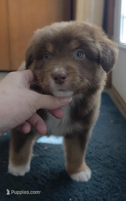 Gilbert  – Australian Shepherd puppy for sale in Lake Geneva, WI