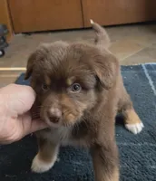 Gilbert , a male Australian Shepherd for sale in Lake Geneva, WI – Photo 2 of 10