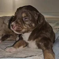 Gilbert , a male Australian Shepherd for sale in Lake Geneva, WI – Photo 9 of 10