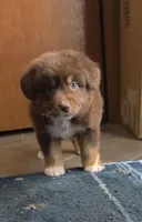 Gilbert , a male Australian Shepherd for sale in Lake Geneva, WI – Photo 3 of 10