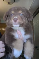 Gilbert , a male Australian Shepherd for sale in Lake Geneva, WI – Photo 6 of 10