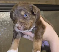 Gilbert , a male Australian Shepherd for sale in Lake Geneva, WI – Photo 1 of 8