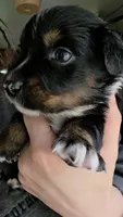 "Gus", a male Australian Shepherd for sale in Lake Geneva, WI – 10 of 10