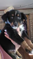 "Gus", a male Australian Shepherd for sale in Lake Geneva, WI – 4 of 9