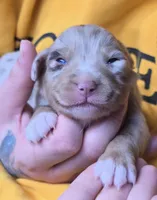 Princess , a female Australian Shepherd for sale in Lake Geneva, WI – Photo 2 of 10