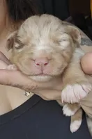 Princess , a female Australian Shepherd for sale in Lake Geneva, WI – Photo 7 of 10