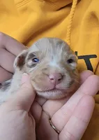 Princess , a female Australian Shepherd for sale in Lake Geneva, WI – Photo 1 of 10