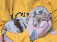 Princess , a female Australian Shepherd for sale in Lake Geneva, WI – Photo 3 of 10