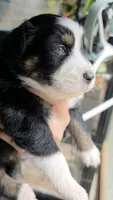 "Frida", a female Australian Shepherd for sale in Lake Geneva, WI – 1 of 9