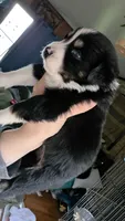 "Shirley", a female Australian Shepherd for sale in Lake Geneva, WI – 6 of 6