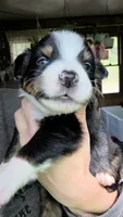 "Richard", a male Australian Shepherd for sale in Lake Geneva, WI – 3 of 9