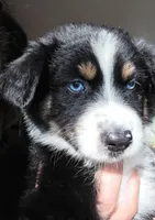 "Shirley", a female Australian Shepherd for sale in Lake Geneva, WI – 6 of 10