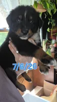 "Gus", a male Australian Shepherd for sale in Lake Geneva, WI – 2 of 9
