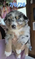 "Gerty", a female Australian Shepherd for sale in Lake Geneva, WI – 1 of 10