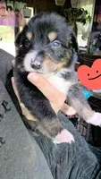 "Ruby", a female Australian Shepherd for sale in Lake Geneva, WI – 1 of 9
