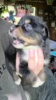 "Ruby", a female Australian Shepherd for sale in Lake Geneva, WI – 6 of 9